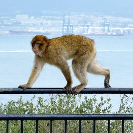 Excursion à Gibraltar